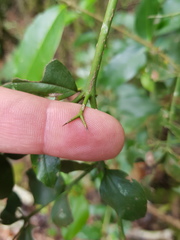 Carissa bispinosa zambesiensis