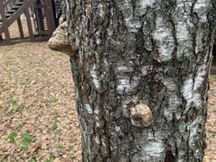 Fomes fomentarius