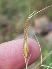 Tristachya biseriata