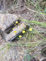 Eriospermum abyssinicum