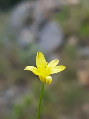 Eriospermum abyssinicum