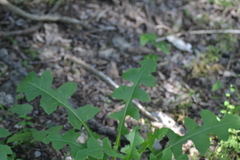 Lactuca floridana
