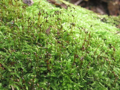 Brachytheciastrum velutinum