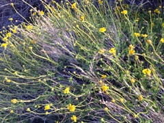 Encelia resinifera
