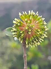 Cephalanthus natalensis