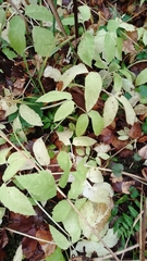 Aegopodium podagraria
