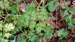 Anthriscus sylvestris