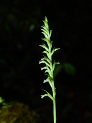 Beloglottis costaricensis