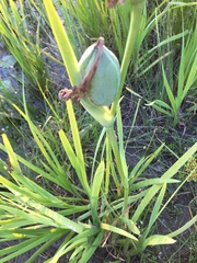 Iris × flexicaulis
