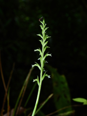 Beloglottis costaricensis