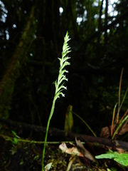 Beloglottis costaricensis