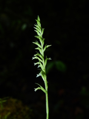 Beloglottis costaricensis