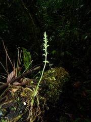 Beloglottis costaricensis