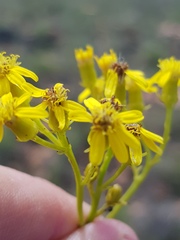 Senecio microglossus