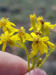 Senecio microglossus