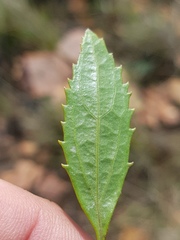 Senecio microglossus