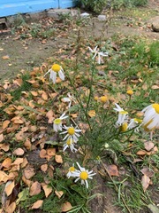Tripleurospermum inodorum