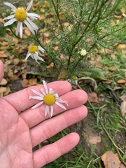Tripleurospermum inodorum
