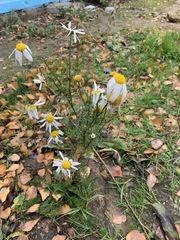 Tripleurospermum inodorum