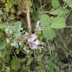 Rubus creticus