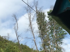 Nothofagus glauca