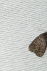 Idia diminuendis
