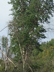 Nothofagus glauca