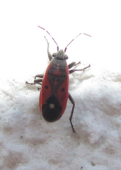 Melanocoryphus tristrami