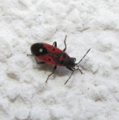 Melanocoryphus tristrami