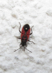 Melanocoryphus tristrami