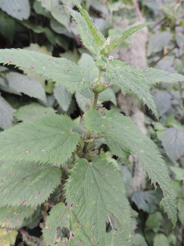 Urtica massaica