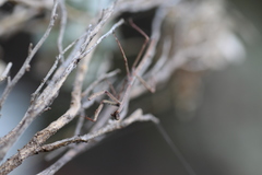 Archimantis quinquelobata