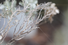 Archimantis quinquelobata