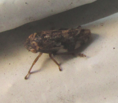 Aphrophoridae