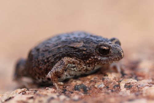 Western Toadlet, Pseudophryne occidentalis