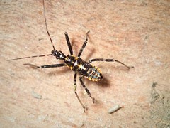 Gminatus australis