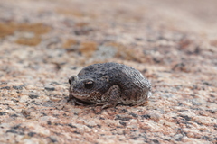 Pseudophryne occidentalis