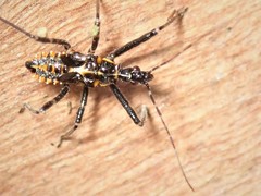 Gminatus australis