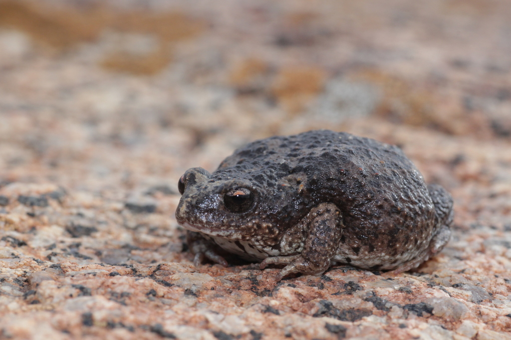 Orange-Crowned Toadlet
