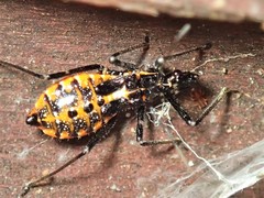 Gminatus australis