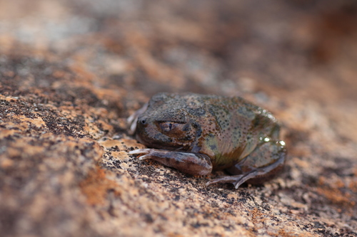 Shoemaker Frog, Neobatrachus sutor