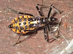 Gminatus australis