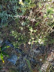 Phylica pubescens