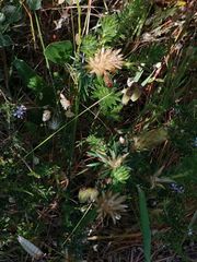 Phylica pubescens