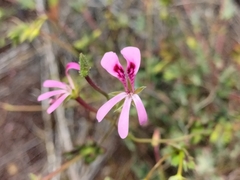 Pelargonium patulum