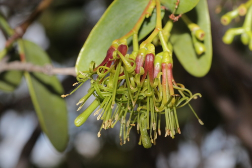 Amyema benthamii (Amyema benthamii)