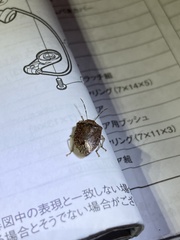 Dryadocoris apicalis