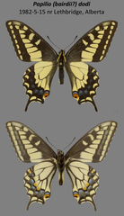 Papilio machaon dodi