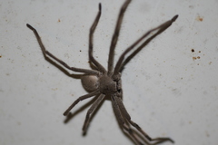 Isopedella saundersi