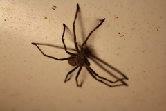 Isopedella saundersi